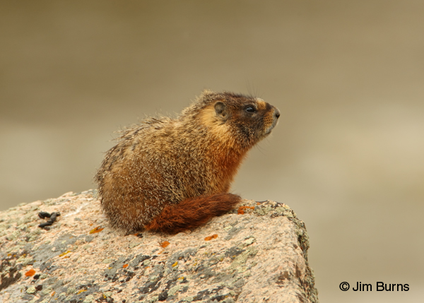 Yellow-bellied Marmot on lookout #2