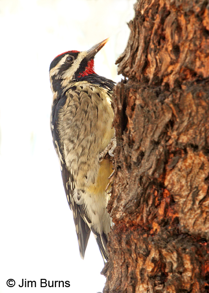 Yellow-bellied Sapsucker male showing yellow belly