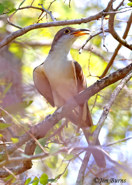 Yellow-billed Cuckoo ventral close-up--4187