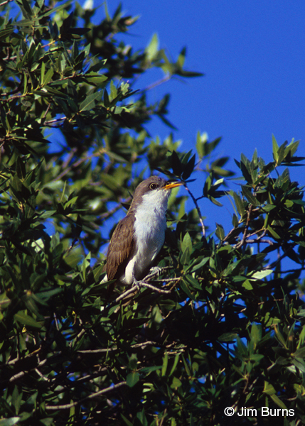 Yellow-billed Cuckoo ventral view
