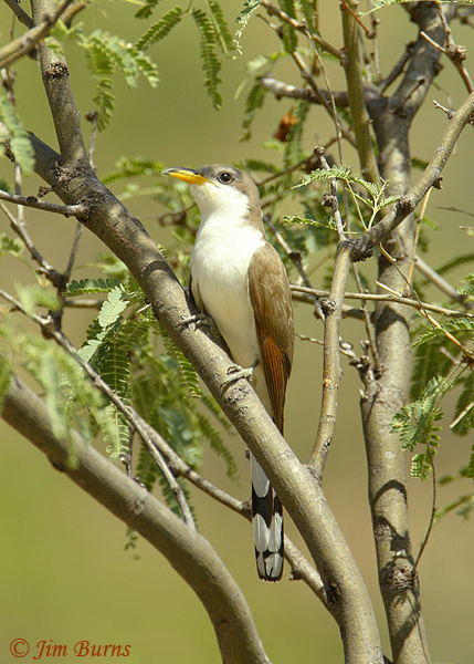 Yellow-billed Cuckoo ventral view