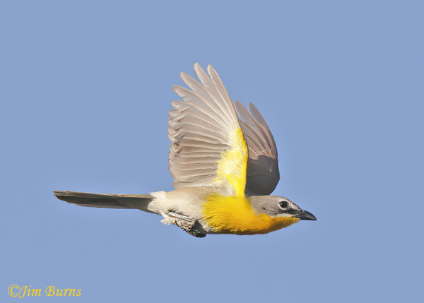 Yellow-breasted Chat in flight--8392
