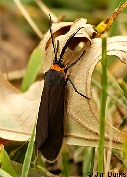 Yellow-collared Scape Moth, Illinois