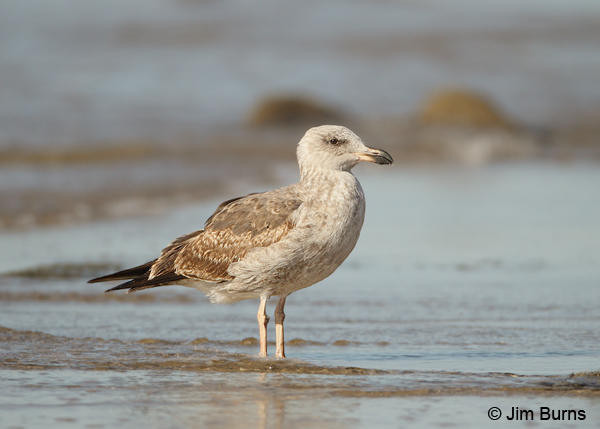 Yellow-footed Gull 1st winter