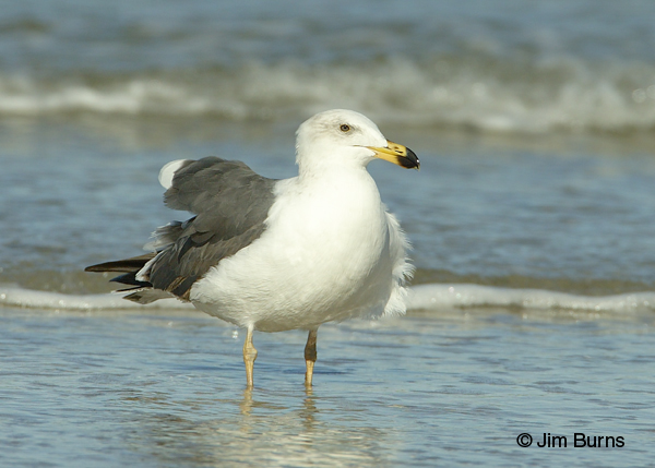Yellow-footed Gull 2nd winter