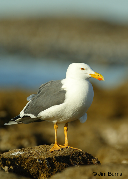 Yellow-footed Gull adult winter