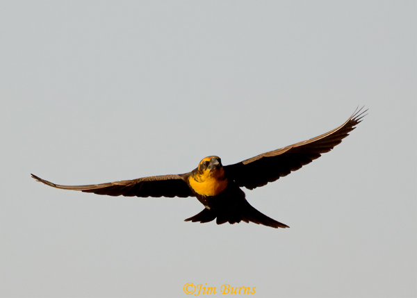 Yellow-headed Blackbird female in flight--1000
