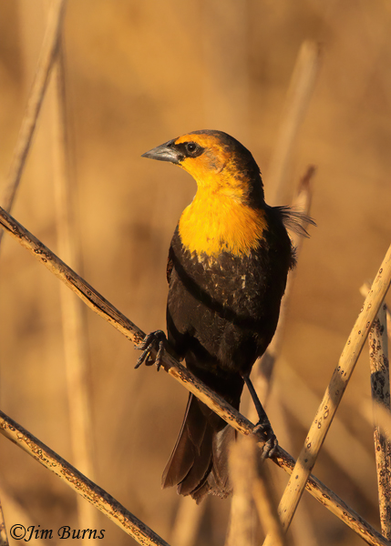 Yellow-headed Blackbird male in winter habitat--4027