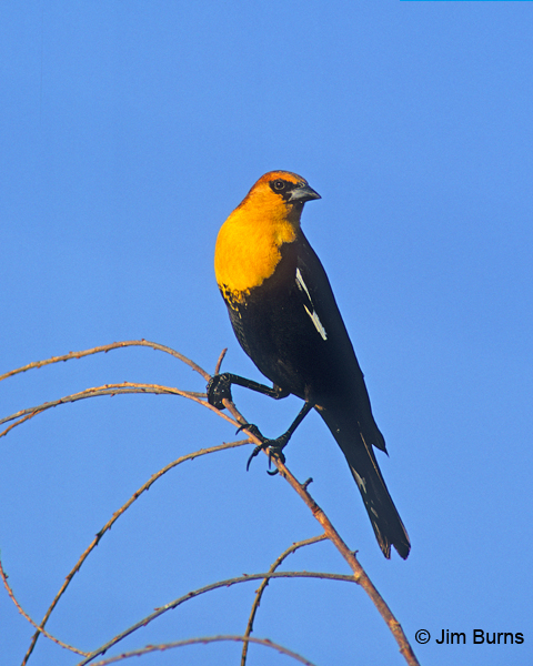 Yellow-headed Blackbird male