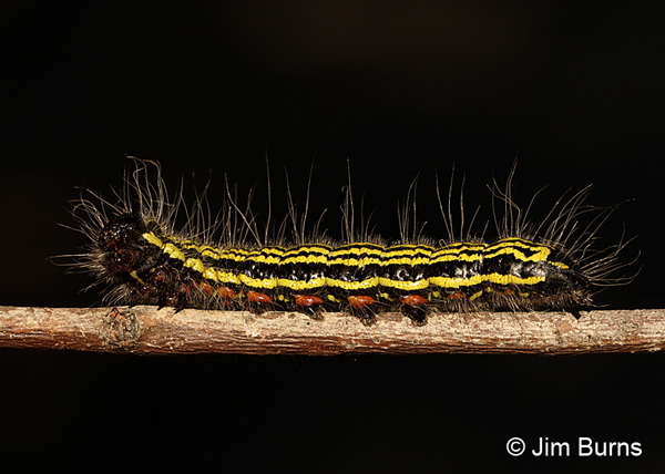 Yellow-necked Caterpillar Moth caterpillar, Arizona