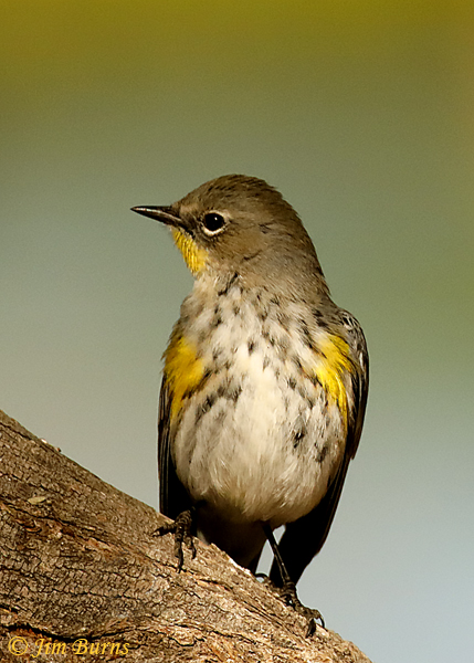 Yellow-rumped Warbler (Audubon's) winter--4392