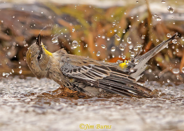 Yellow-rumped Warbler (Audubon's) bathing--8321