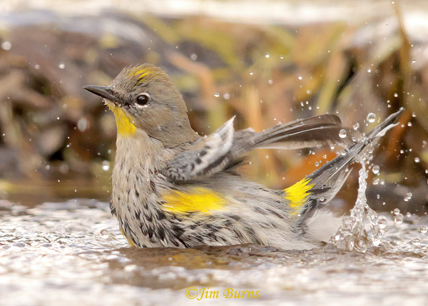 Yellow-rumped Warbler (Audubon's) bathing #2--8335