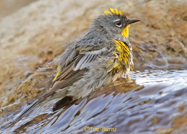 Yellow-rumped (Audubon's) Warbler male bathing--8811