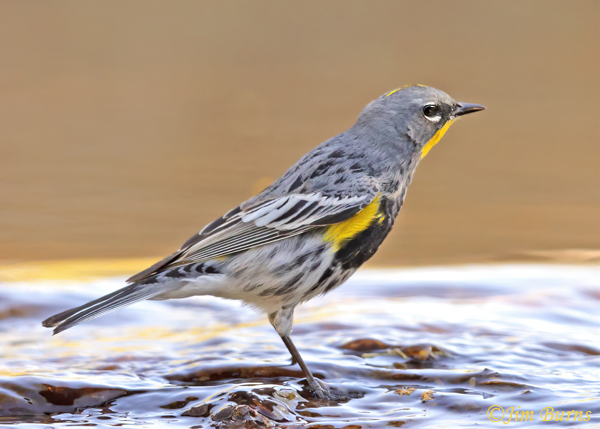 Yellow-rumped (Audubon's) Warbler male at water hole--8859