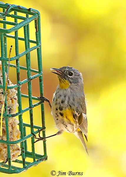 Yellow-rumped Warbler male winter at suet feeder--9890