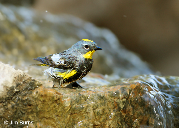 Yellow-rumped Warbler (Audubon's) male bathing