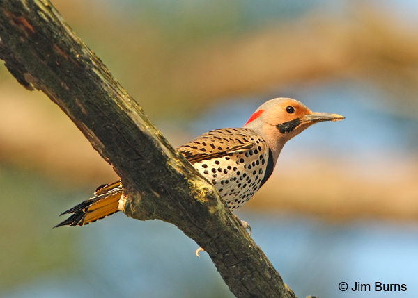 Yellow-shafted Flicker male