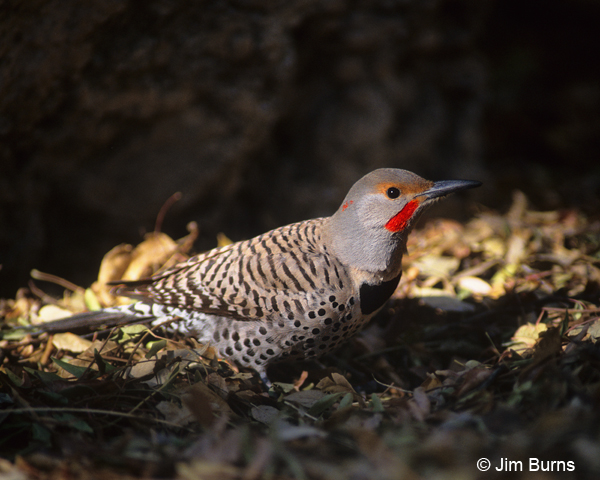 Yellow-shafted Flicker x Red-shafted Flicker intergrade