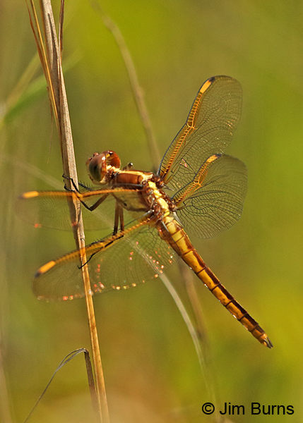 Yellow-sided Skimmer, Sussex Co., VA, June 2017
