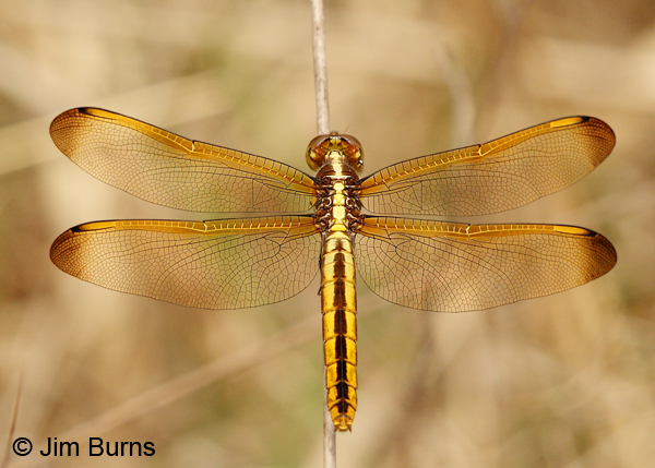 Yellow-sided Skimmer female dorsal view, Angelina Co., TX, April 2013