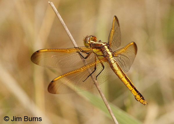 Yellow-sided Skimmer female, Angelina Co., TX, April 2013