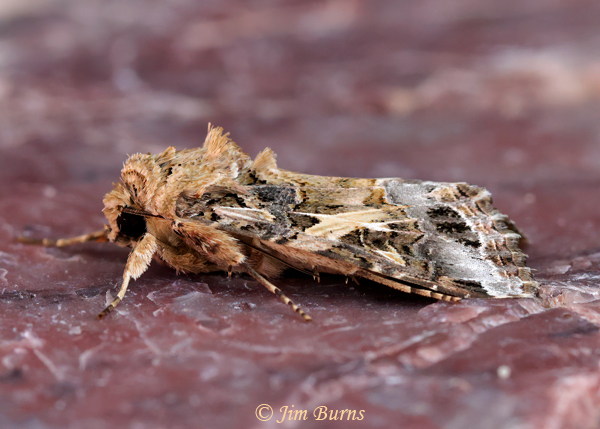 Yellow-striped Armyworm Moth, Arizona--6265