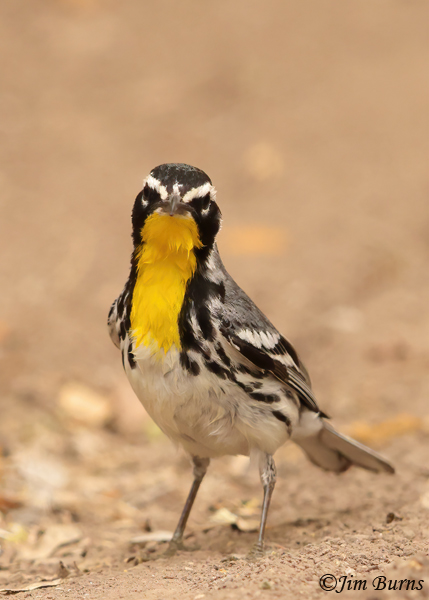 Yellow-throated Warbler emerging from waterhole--0764