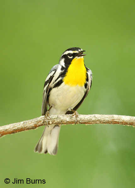 Yellow-throated Warbler adult male