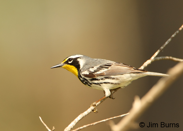 Yellow-throated Warbler first fall male