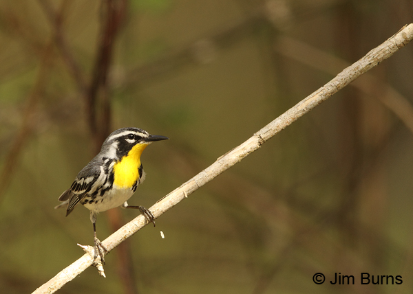 Yellow-throated Warbler male on branch