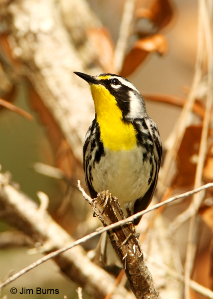 Yellow-throated Warbler male ventral view
