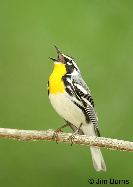 Yellow-throated Warbler male singing