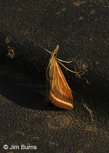 Yellow-veined Moth, Arizona--8789