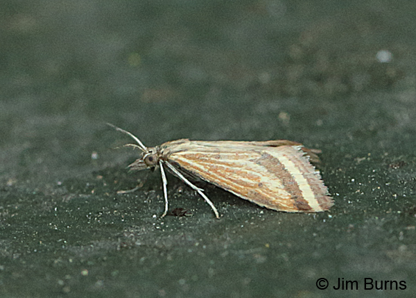 Yellow-veined Moth, Oregon