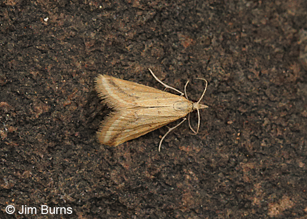 Yellow-veined Moth dorsal view, Arizona