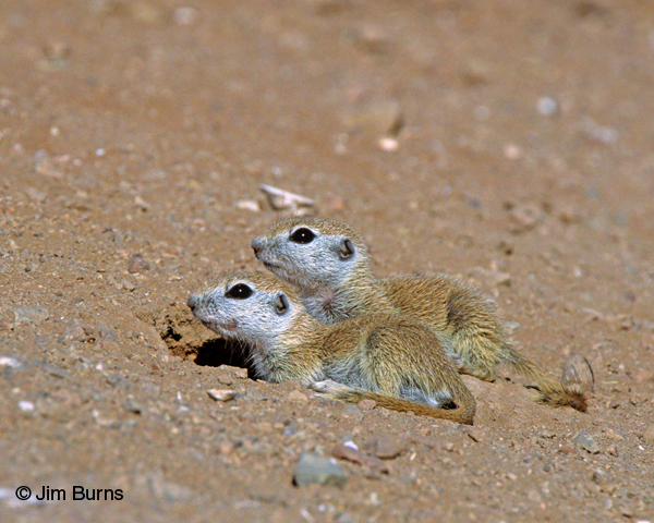 Young Round-tailed Ground Squirrels