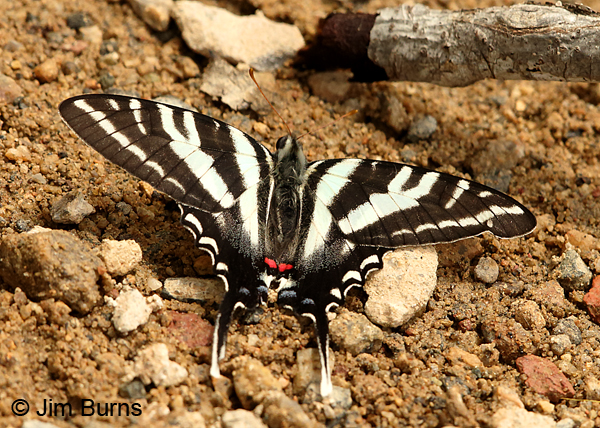 Zebra Swallowtail, North Carolina