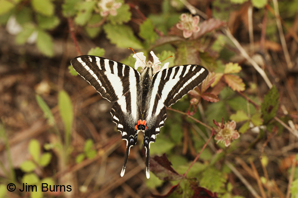 Zebra Swallowtail, Texas