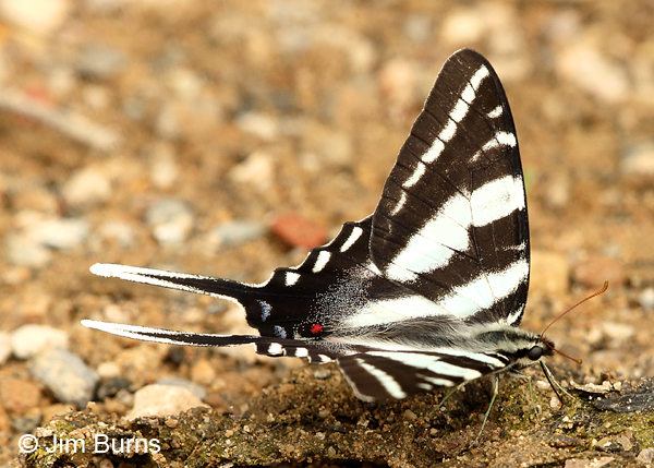 Zebra Swallowtail on log, North Carolina