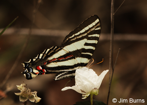 Zebra Swallowtail underwing, Texas