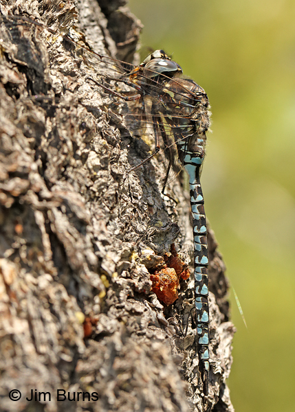 Zigzag Darner male lateral view, Summit Co., UT, July 2016