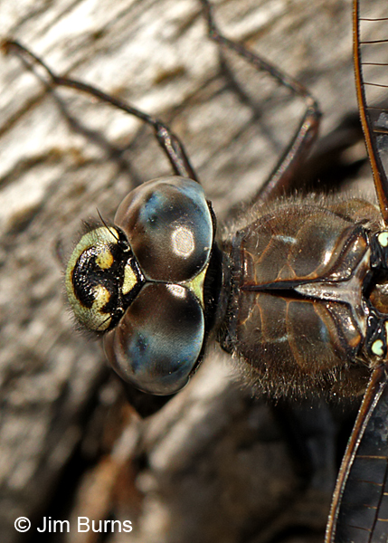 Zigzag Darner male top shot showing diagnostic T-spot and eye seam, Summit Co., UT, July 2016
