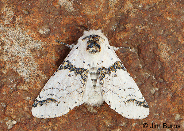 Zigzag Furcula Moth, Oregon