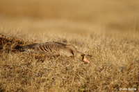 Greater White-fronted Goose female on nest