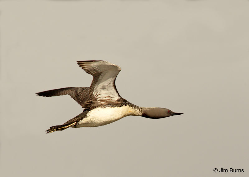 Red-throated Loon in flight