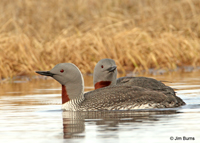 Red-throated Loon pair