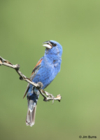Blue Grosbeak singing