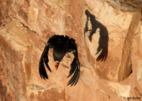 California Condor shadow on wall