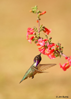 Costa's Hummingbird male at Penstemon